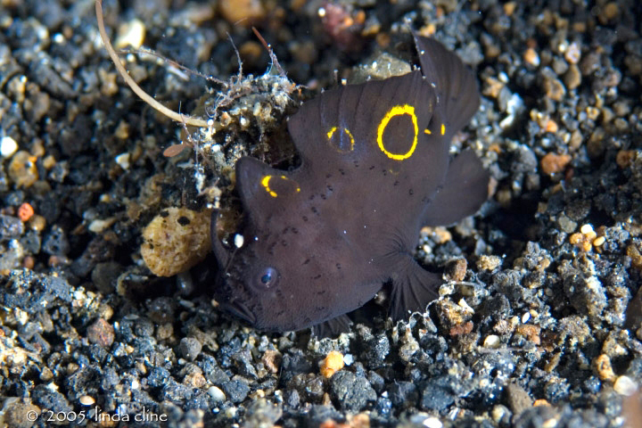 Lembeh Frogfish (Ocellated Frogfish) before Antennatus sp. - Nudiantennarius subteres - Lembeh Anglerfisch (Ocellus Anglerfisch) ehemalig Antennatus sp.