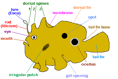 Frogfish / Anglerfish (Antennariidae): Characteristics - Frogfish Terms -  Esca and illicium - Tips for the identification of frogfishes. With  illustrations and photos