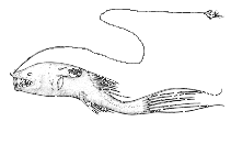 Gigantactinidae (whipnose anglers)