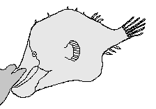 Male anglerfish