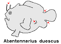 Antennatus duescus - Antennarius duescus (Side-Jet frogfish - "Seiten-Öffnung" Anglerfisch) 