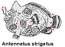 Antennatus strigatus (Bandtail frogfish - Gebänderter Schwanz Anglerfisch) 