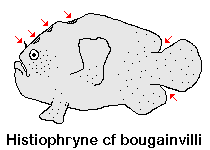 Histiophryne cf bougainvilli - Bougainville's Frogfish, variation - Bougainville's Anglerfisch, Variante