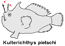 Kuiterichthys pietschi - Pietsch's Frogfish - Pietsch's Anglerfisch