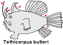 Tathicarpus butleri - Butler's Frogfish - Butler's Anglerfisch