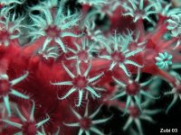 Cnidarians - Cnidaria - Nesseltiere