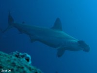 Sharks and Rays - Haie und Rochen