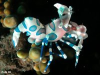 Arthropods - Arthropoda - Gliederfüsser