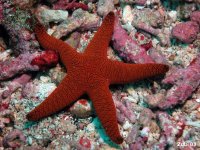 Echinoderms - Echinodermata - Stachelhäuter