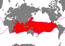 Range - Verbreitung Antennatus coccineus - Antennarius coccineus (Freckled frogfish ,Scarlet frogfish - Sommersprossen Anglerfisch)