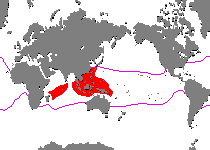 Range - Verbreitung Antennarius maculatus (Warty Frogfish, Clown frogfish - Warzen Anglerfisch, Clown Anglerfisch)