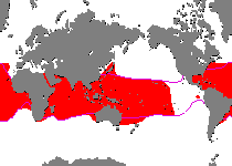 Range - Verbreitung Histrio histrio (Sargassum Frogfish, Sargassumfish - Sargasso Anglerfisch) 