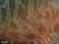 gestreepte hengelaarsvis(Antennarius striatus) - Details van de huid