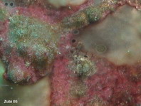 wratten hengelaarsvis (Antennarius maculatus) - Details van de huid
