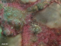 Warty frogfish (Antennarius maculatus) - Details of the skin with warts and moss like growth