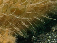 Striped or hairy frogfish(Antennarius striatus) - Details of skin
