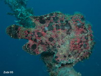 Giant frogfish (Antennarius commerson) - with skin appendages which help to camouflage the fish