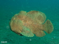 zwemmende reuzen hengelaarsvis Antennarius commerson