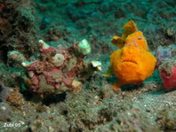 Antennarius maculatus (aufgedunsen) wird von einem Antennarius pictus Anglerfisch verfolgt. Evt. wartet er darauf, dass die Eier abgegeben werden, um sie dann aufzufressen.