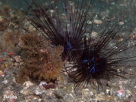 Hairy frogfish (Antennarius striatus) - hiding between sea urchins to catch some cardinalfishes. It probably is imitating the spines of the sea urchin.