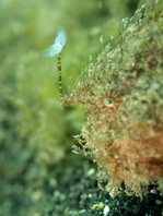 Antennarius striatus (Striped or striated frogfish, hairy frogfish - Gestreifter Anglerfisch)