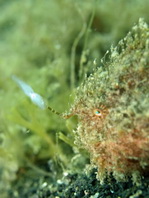 Antennarius striatus (Striped or striated frogfish, hairy frogfish - Gestreifter Anglerfisch)