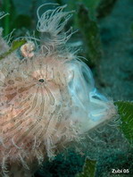 Antennarius striatus - gestreepte hengelaarsvis geeuwen