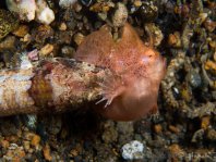 Frogfish being eaten by lizardfish