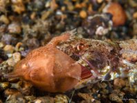 Frogfish being eaten by lizardfish