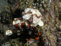 Antennarius maculatus paringsgedrag