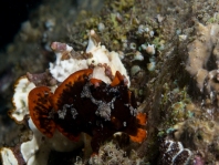 Antennarius maculatus paringsgedrag