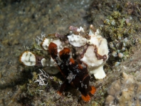 Antennarius maculatus paarend