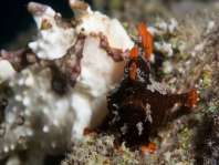 Antennarius maculatus paringsgedrag