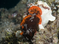 Antennarius maculatus paringsgedrag