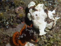 Antennarius maculatus paringsgedrag