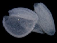 hengelaarsvis(Antennarius multiocellatus) - details van de eieren