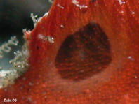 Donkere oogvlek (ocellus) met lichte omgeving