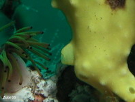 The gill openings