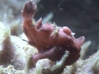 Antennarius pictus shitting