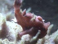 Antennarius pictus shitting