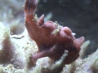 Antennarius pictus shitting