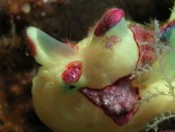 Antennarius maculatus
        Warty Frogfish (Clown frogfish) - Warzen Anglerfisch (Clown Anglerfisch) 