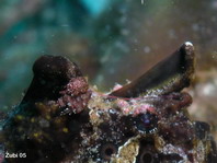 Antennarius maculatus
        Warty Frogfish (Clown frogfish) - Warzen Anglerfisch (Clown Anglerfisch) 