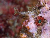 Antennatus nummifer - Antennarius
nummifer (Spotfin frogfish, coinbearing frogfish, whitefingered frogfish - Rückenfleck Anglerfisch)