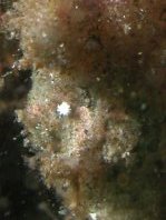 Antennatus nummifer - Antennarius
nummifer (Spotfin frogfish, coinbearing frogfish, whitefingered frogfish - Rückenfleck Anglerfisch)