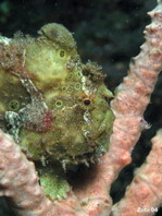 Antennarius pictus (Painted frogfish - Rundflecken Anglerfisch, Bemalter Fühlerfisch) 