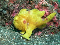 Painted frogfish (Antennarius pictus) juvenile - stretches its lure in front of the mouth (long rod)