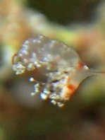 Antennarius maculatus
        Warty Frogfish (Clown frogfish) - Warzen Anglerfisch (Clown Anglerfisch) 