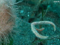 Details of the rod and lure of the hairy frogfish - - Antennarius striatus - Details der Angel und des Köders des Gestreiften Anglerfisches