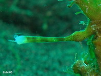 Detail of the lure of the Hairy frogfish (Antennarius striatus) - you can see, that it is regenerating - Video of the frogfish trying to lure